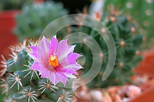 a little green cactus with its pink flower