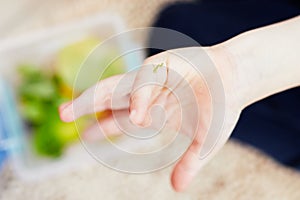 Little green caterpillar crawls on the child`s finger.