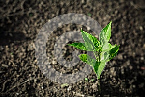 Little green chillies plant in dry ground