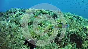 Little green fish swimming over the seabed in shallow water