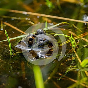 a little frog reflected in pond