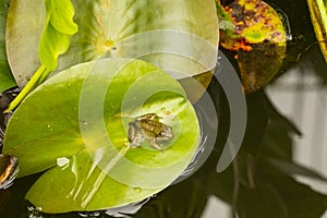 Little green frog on a lilypad in a Connecticut garden