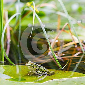 Little green frog rana sitting on water lily leaf in pond