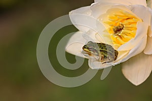 Little Green Frog sitting in a flower white water Lily water lilies.