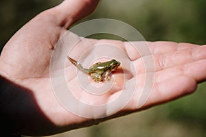 Little green frog with a tail close up