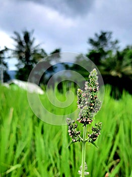 Little green grass in rice field