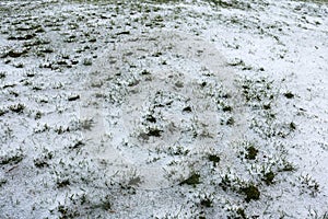 Little green grass under snow and ice