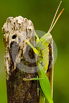 Little green grasshoper hanging peacefully