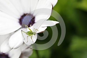 A little green grasshopper on a daisy blossom in summertime