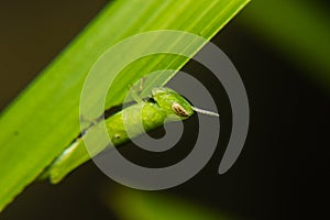 Little green grasshopper perched on stem