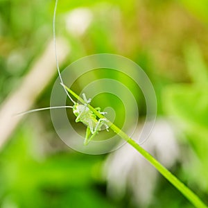 Little green grasshopper sitting on green leaf