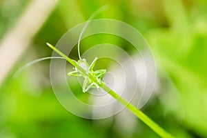 Malá zelená kobylka sedící na zeleném listu