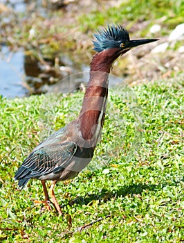 Little Green Heron