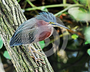 Little Green Heron