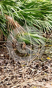 Little green heron Butorides virescens bird hiding among the brush