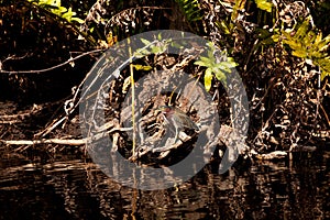 Little Green Heron Butorides virescens on the roots of a mangrove tree