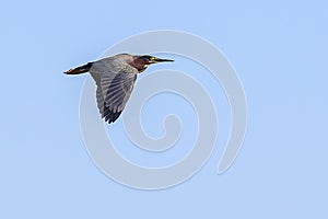 Little Green Heron In Flight