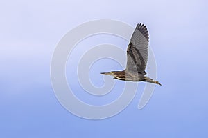Little Green Heron In Flight Over A Blue Sky, Wings Spread