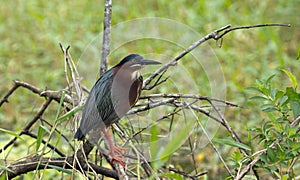 A Little Green Heron hunting its prey