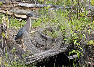 Little Green Heron