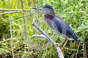 Little green heron perched on a log