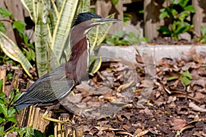 Little Green Heron