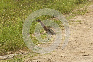 Little green heron stretching its neck at Orlando Wetlands Park. photo