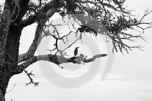 Little green heron in tree