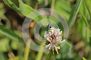 A little green insect that eats nectar in flowers