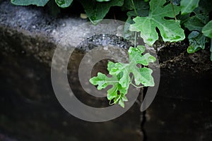 Waterdrop on little green leaf