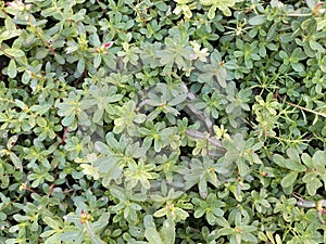 Little Green Leaves Background Wallpaper