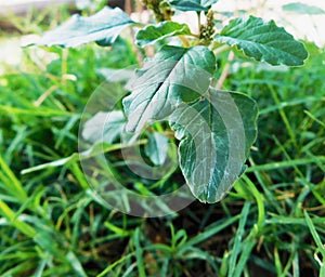 Little green leaves` plant among lawn at sunlight