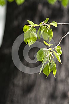 Little green leaves on tree branches