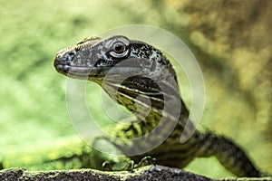 Lizard, Green photo