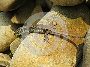 Little green lizard crawling on rocks and basking in the sun