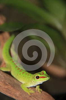 Little green lizard just sitting on a log