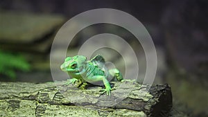 Little green lizard move head on a stick