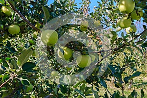 Little Green Maine Apples on Tree