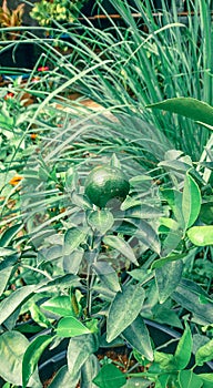 Little Green Orange Fruit Tree in the Garden