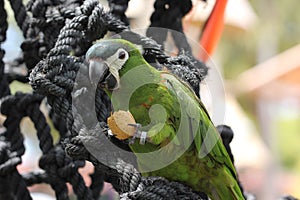 Little green parrot