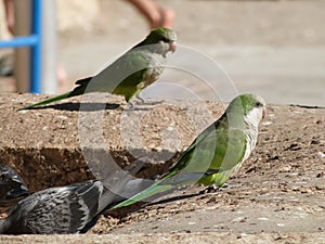 Little Green Parrots from Malagueta