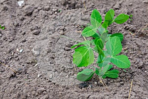 Little Green pea growing in a garden