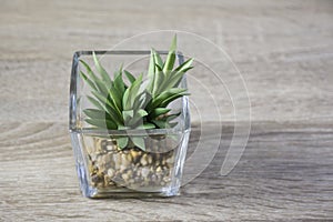 Little green plant in glass pot on the table