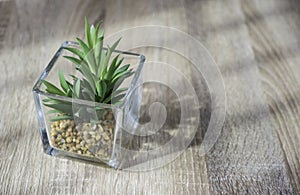 Little green plant in glass pot on the table with light and shadow style