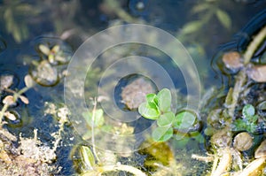 Little green plant growing from water pond