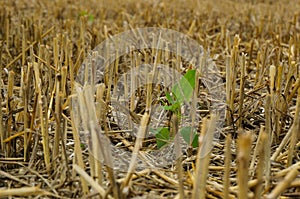 Little green plant surviving the wheat harvest