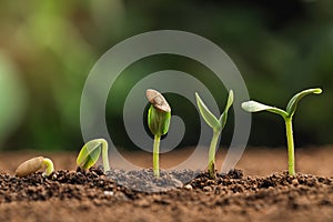 Little green seedlings growing in fertile soil