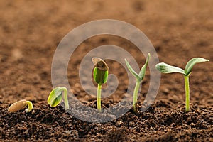 Little green seedlings growing in soil