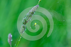 Little spider in the spider web in the nature.