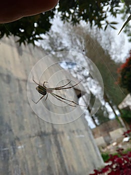Little green spider in web